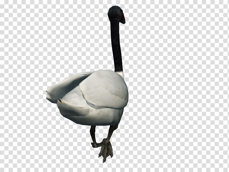 Goose Cygnini Duck, art ilustrations transparent background PNG clipart