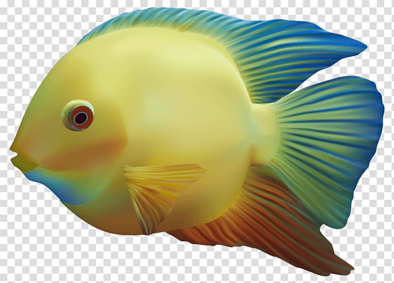 Goldfish Tropical fish Fishkeeping Aquarium, cod fish transparent background PNG clipart