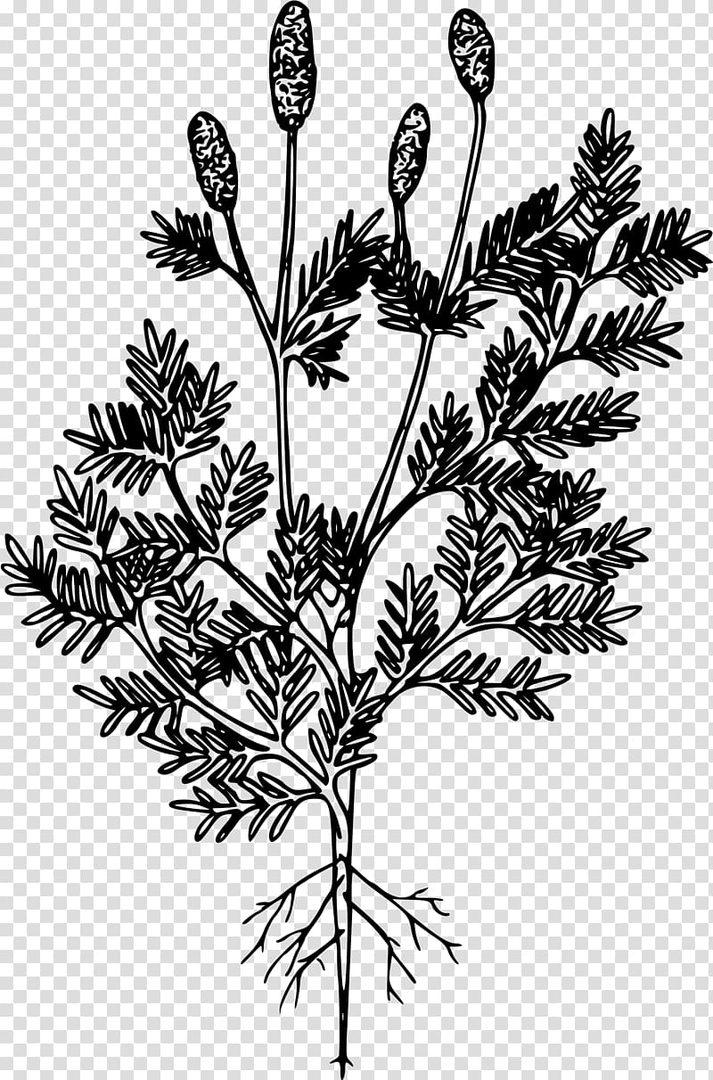 Tree Western white pine Plant Pinaceae, anemone transparent background PNG clipart