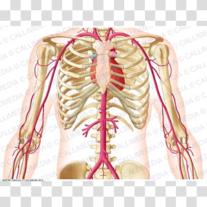 Phrenic nerve Vagus nerve Mediastinum Pulmonary pleurae, heart ...