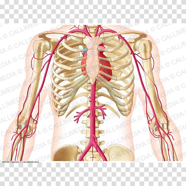 Subclavian artery Thorax Anatomy Abdomen, abdomen anatomy transparent background PNG clipart