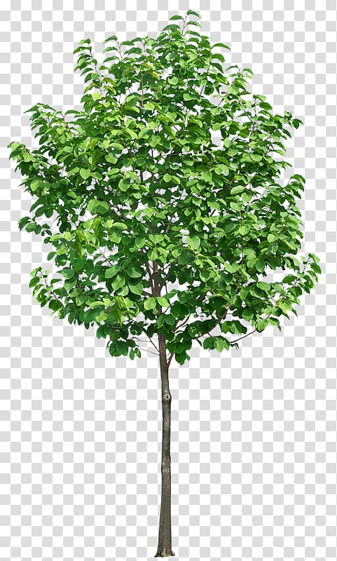 Tree , TREE 3D transparent background PNG clipart