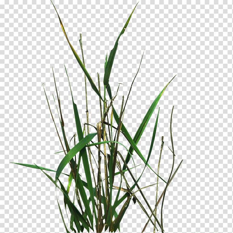 Lawngrass Texture mapping, others transparent background PNG clipart