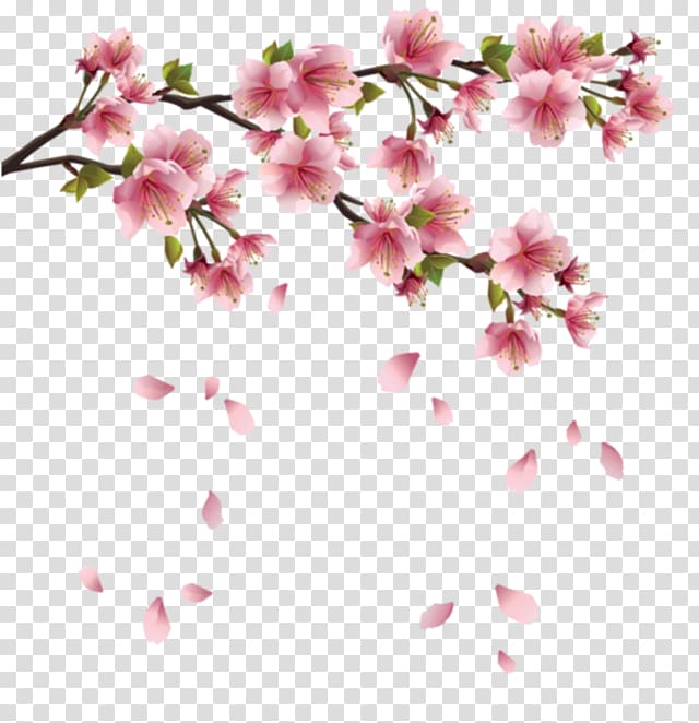 Cherry blossom Japan, cherry blossom transparent background PNG clipart