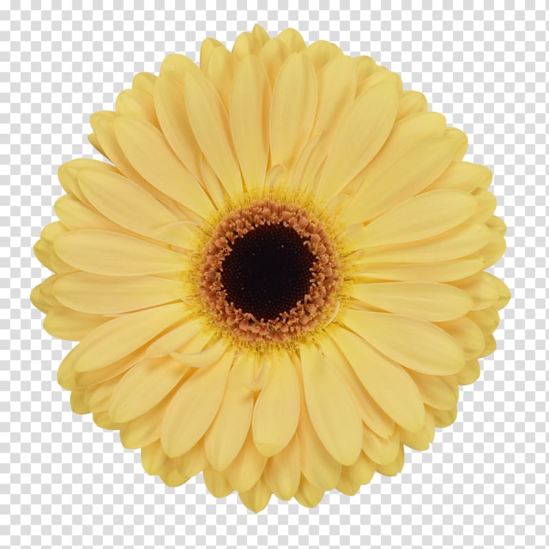 Transvaal daisy Common sunflower Glass Yellow Cream, homemade transparent background PNG clipart