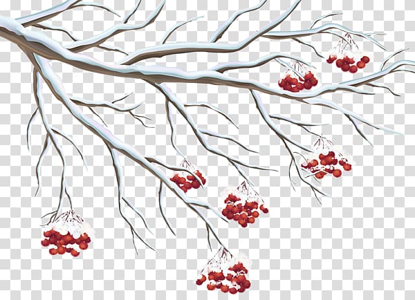 Holly , berries transparent background PNG clipart