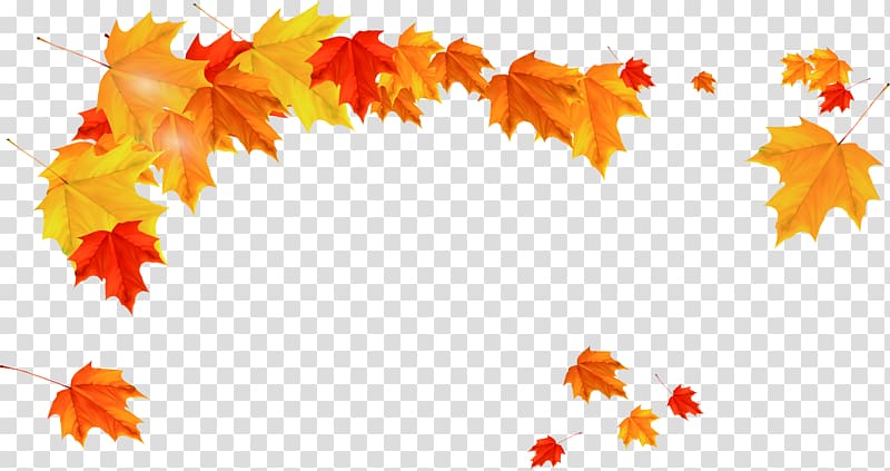 orange maple leaves illstration, Maple leaf Autumn, Beautiful golden maple leaves falling transparent background PNG clipart