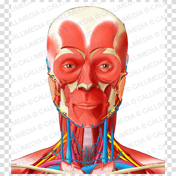 Muscle Anterior triangle of the neck Head and neck anatomy, neck bloodstain transparent background PNG clipart