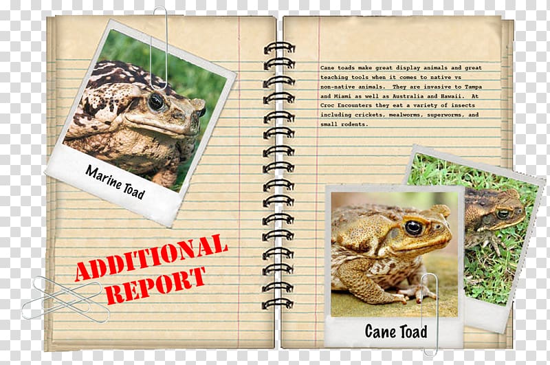 Florida box turtle Animal Crocodile, turtle transparent background PNG clipart