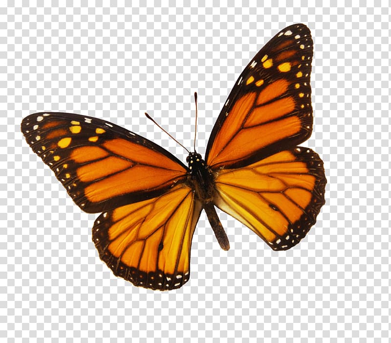 Monarch butterfly Drawing Color , butterfly transparent background PNG clipart