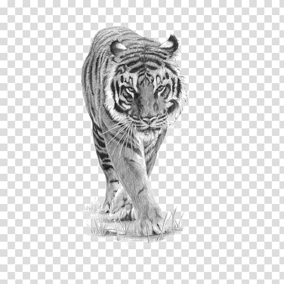 Drawing Siberian Tiger Tattoo Art Sketch, Tiger pattern transparent background PNG clipart