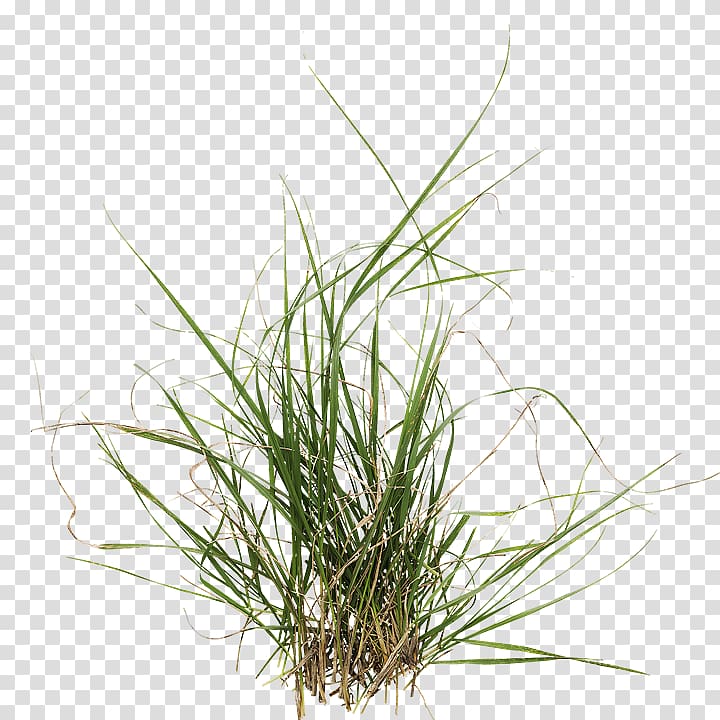 Sweet Grass Material Template Library Vetiver Wavefront .obj file, lush grass trees transparent background PNG clipart