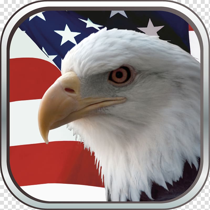 Bald eagle Flag of the United States Decal, eagle transparent