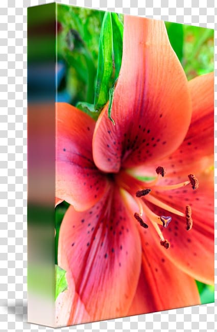 Lily of the Incas Orange lily Amaryllis Close-up Plant stem, Lily Orange transparent background PNG clipart