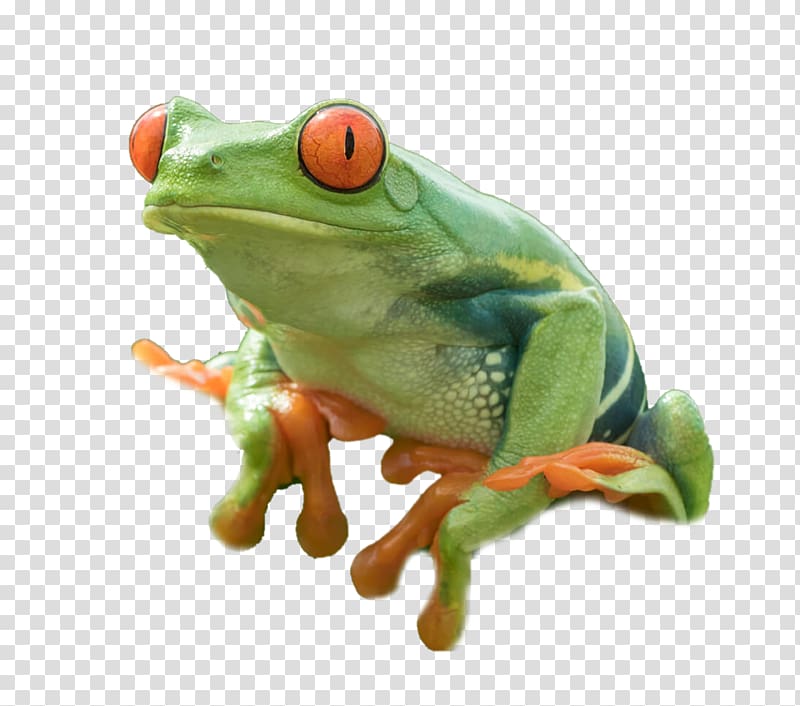 American bullfrog Red-eyed tree frog, frog transparent background PNG clipart