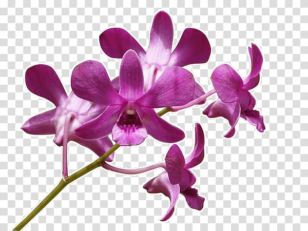 Wall decal Cattleya orchids Violet Plant, orchide transparent background PNG clipart