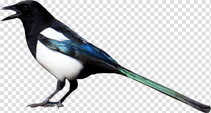 Eurasian Magpie , others transparent background PNG clipart
