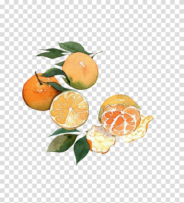 Mandarin orange Fruit Watercolor painting Auglis, China Wind creative antiquity transparent background PNG clipart