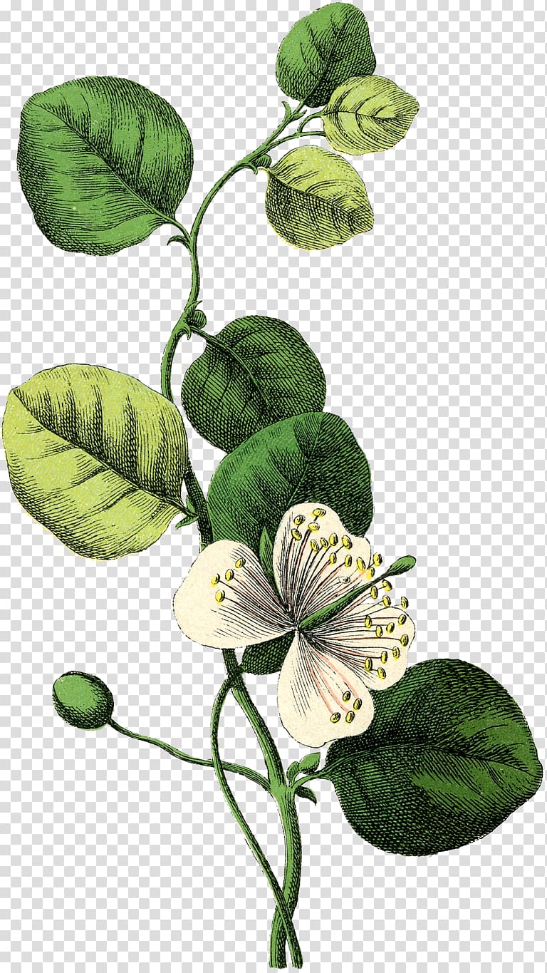 green plant, Wedding invitation Botany Flower Botanical illustration, botanical transparent background PNG clipart