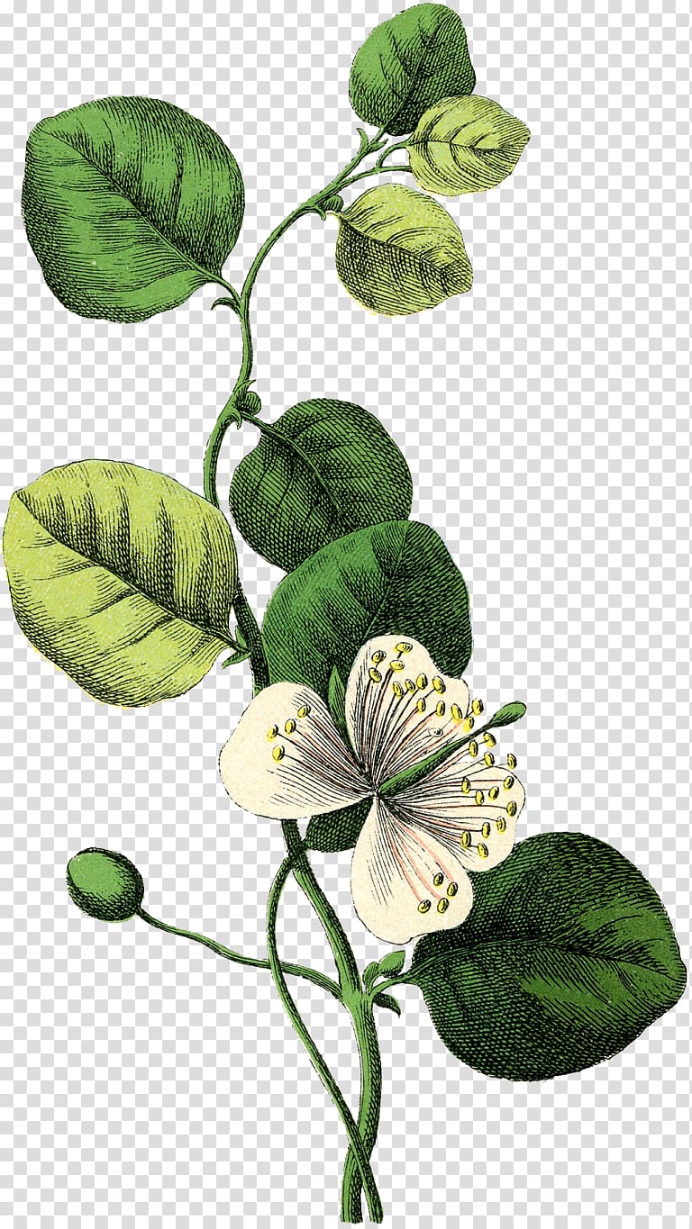 botanical illustration free download