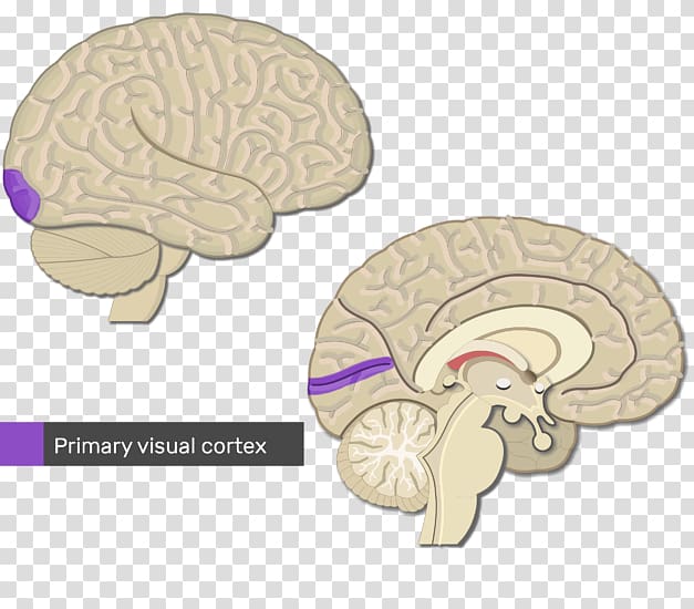 Cerebral cortex Primary motor cortex Visual cortex Brain, Brain transparent background PNG clipart