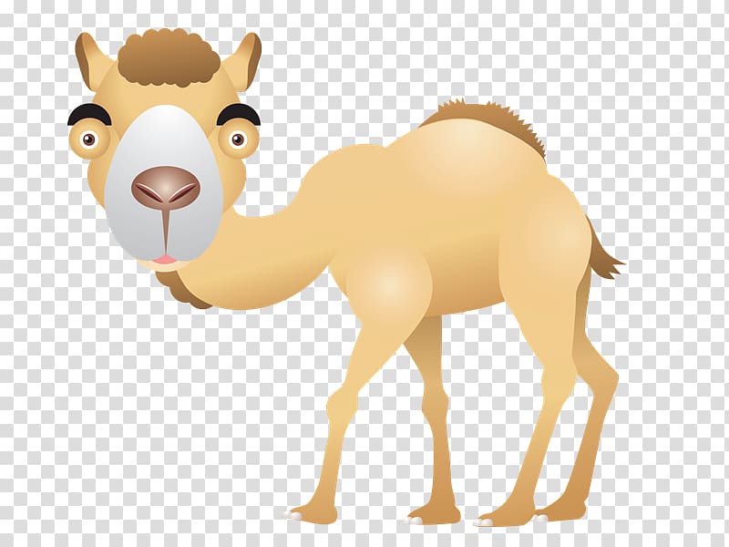 Dromedary Animal , desert transparent background PNG clipart