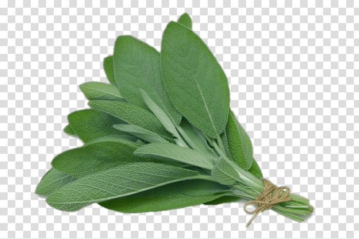 Common sage Herb Leaf Sage oil Medicinal plants, Herb transparent background PNG clipart