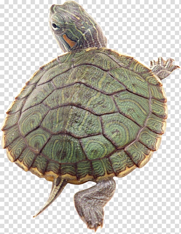 Box turtles Red-eared slider Reptile Tortoise, tortuga transparent background PNG clipart