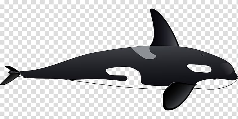 Killer whale Dolphin , Black whale transparent background PNG clipart