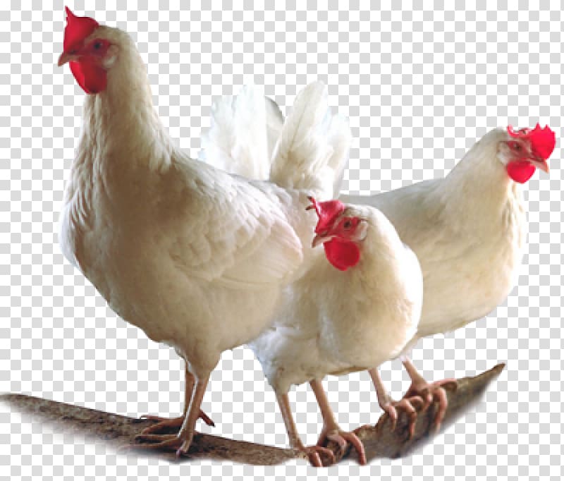 Chickens Logo Design Vintage Style Hens Logo Free Range Eggs - Etsy Norway