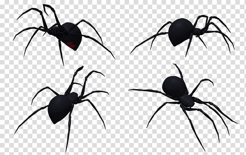 Widow spiders Insect K2 White, spider transparent background PNG clipart