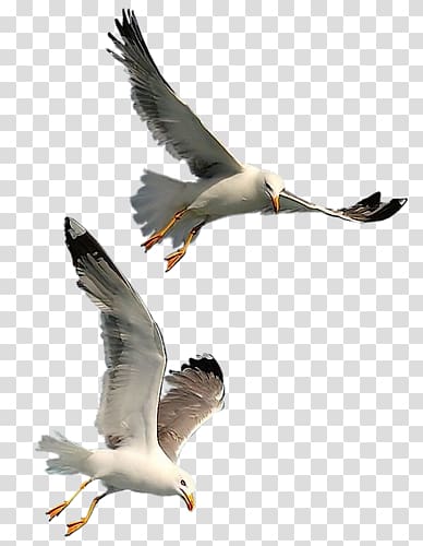 flying seagull transparent background PNG clipart