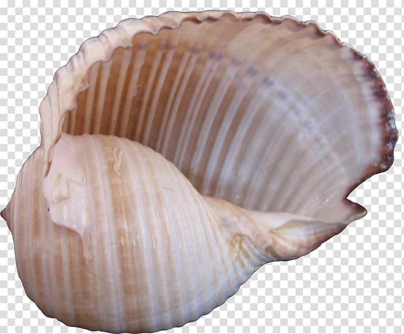 Cockle Seashell Sea snail, Conch Creative transparent background PNG clipart