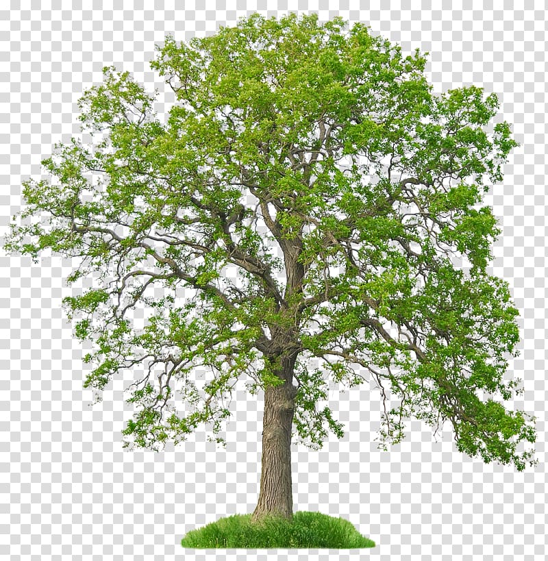 Tree Fraxinus americana White oak Bur oak Arborist, tree transparent background PNG clipart