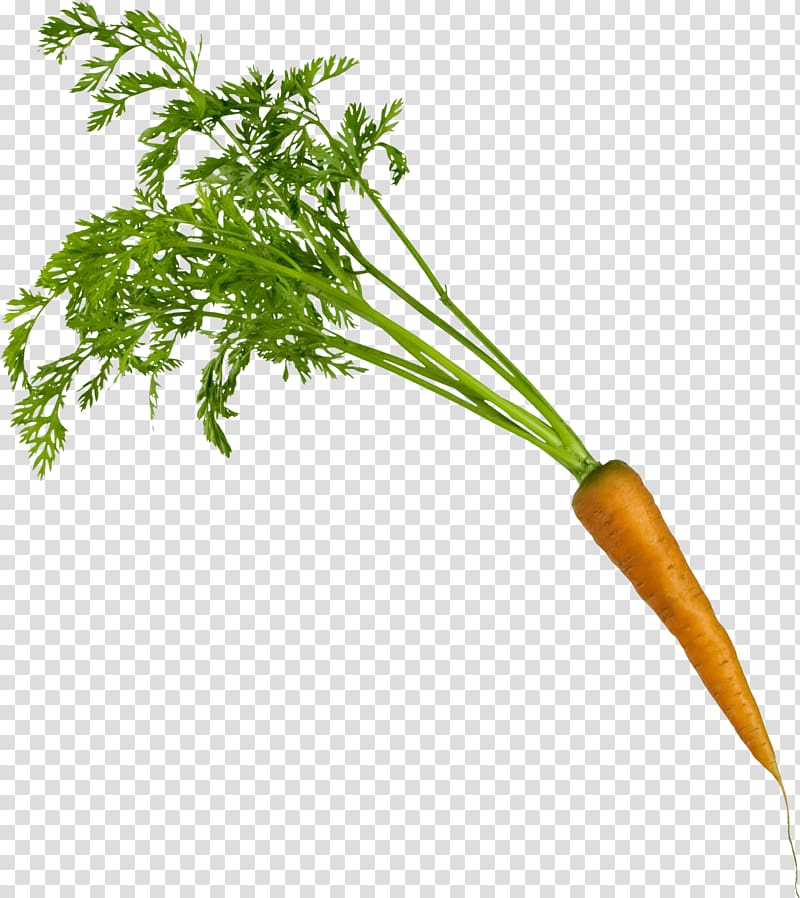 Carrot Vegetable, Carrot transparent background PNG clipart