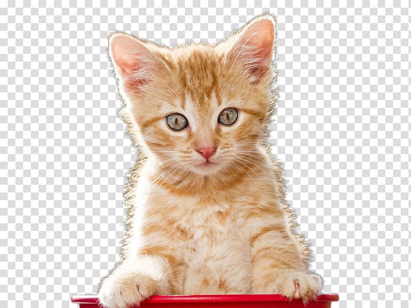 Moto G5 HTC Desire 620 Cat Telephone, Cute kittens transparent background PNG clipart