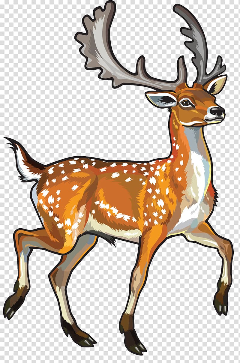Fallow deer Chital , deer transparent background PNG clipart