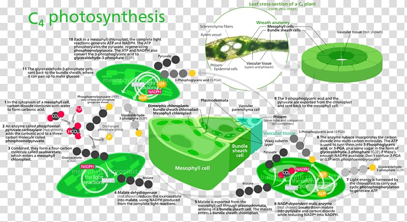 synthesis C4 carbon fixation Light-dependent reactions Calvin cycle Carbon dioxide, 3d arrows transparent background PNG clipart