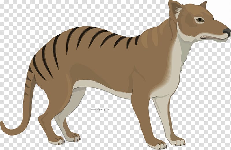 Ty the Tasmanian Tiger Tasmanian devil Gray wolf Cat, tiger transparent background PNG clipart