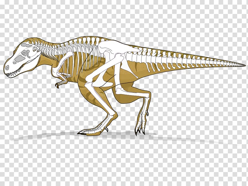 Tyrannosaurus Dinosaur Velociraptor Radiometric dating Tarbosaurus, Tyrannosaurus transparent background PNG clipart
