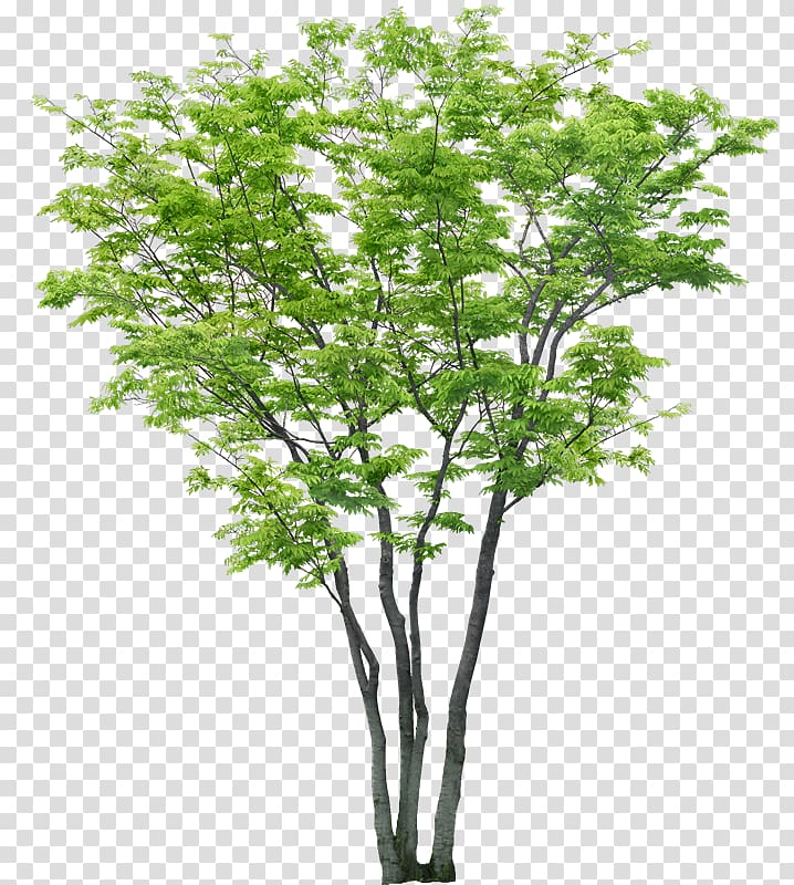 Tree Portable Network Graphics Adobe shop .dwg, tree transparent background PNG clipart