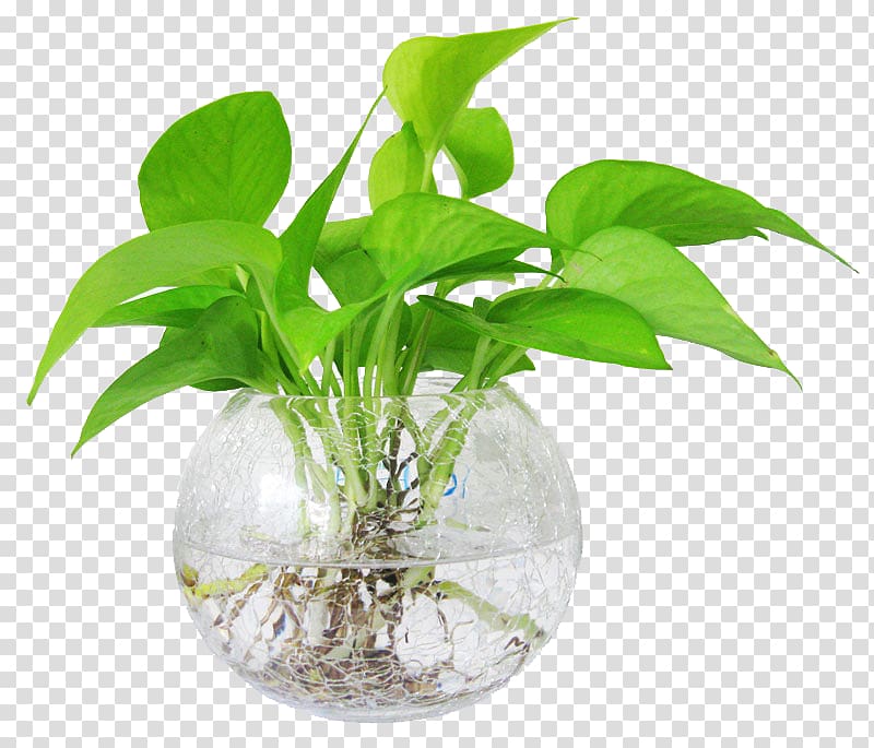Devil's ivy Ornamental plant Water Hydroponics Leaf, water transparent background PNG clipart