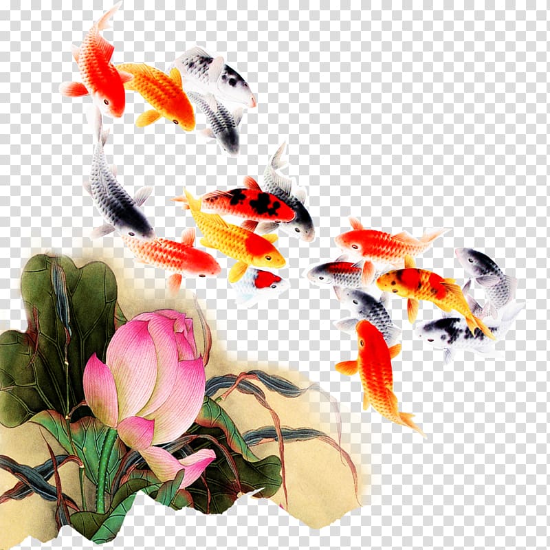 Koi Fish Computer file, Kam fish lotus transparent background PNG clipart