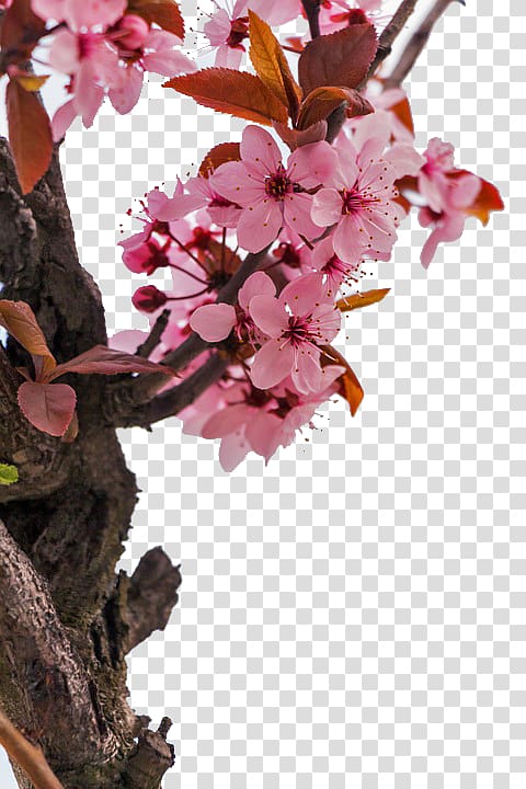 Almond Blossoms Flower .xchng, Peach tree branches next transparent background PNG clipart