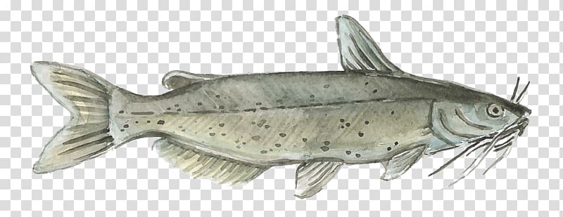 Aquaculture of catfish PlentyOfFish Watercolor painting, all kinds of fish transparent background PNG clipart