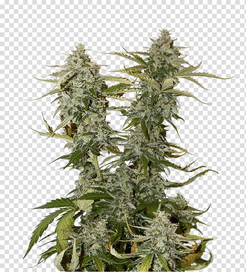 Cannabis Kush Seed Hemp Plants, cannabis chocolate transparent background PNG clipart