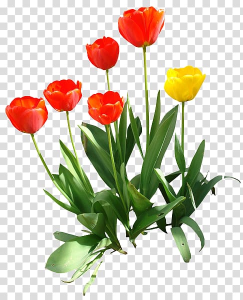 red and yellow California poppy flowers, Indira Gandhi Memorial Tulip Garden , Tulip transparent background PNG clipart