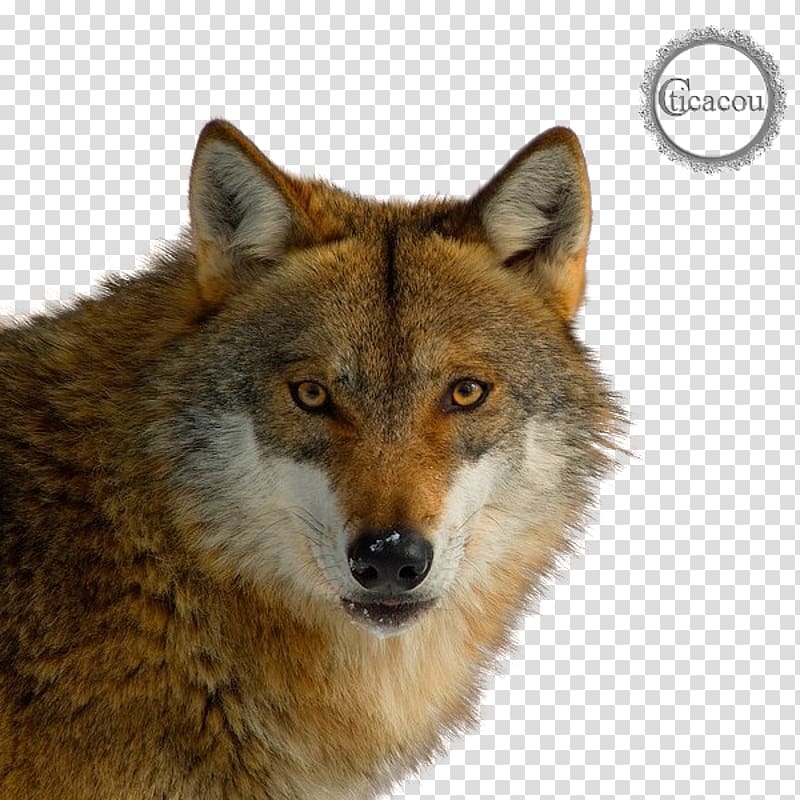 Red fox Coyote Cat German Shepherd Schipperke, Cat transparent background PNG clipart
