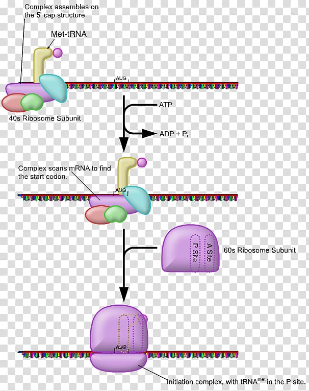 Five prime untranslated region Eukaryotic translation Eukaryotic initiation factor, Elongation Is Small transparent background PNG clipart