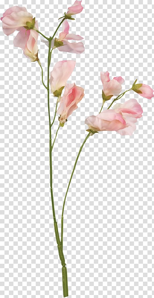 Sweet pea Flower Floral design Botanical illustration, flower transparent background PNG clipart